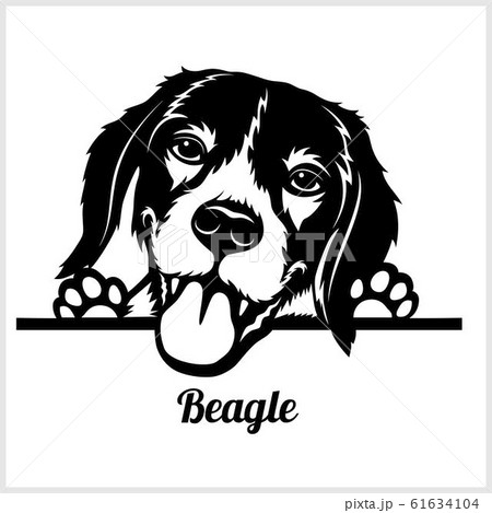 Dog Head Beagle Breed Black And White のイラスト素材