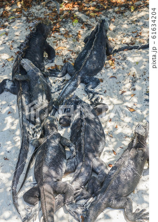 ウミイグアナ 61634204