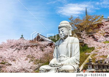 壷阪寺の桜 大釈迦如来石像  奈良県 61634328