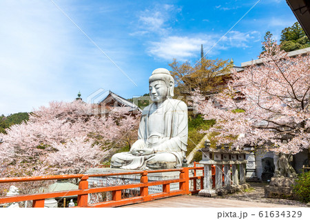 天竺渡来 大釈迦如来石像と桜　壷阪寺 61634329