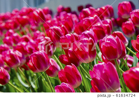 チューリップ ピンク チューリップ ピンク 61634724