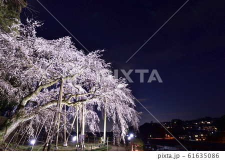 【愛知県岡崎市】奥山田のしだれ桜のライトアップ 61635086