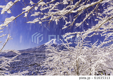 (山梨県)樹上から落ちる雪と富士山 (山梨県)樹上から落ちる雪と富士山 61635313