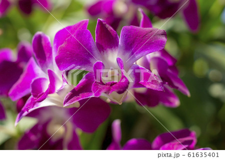 Closeup selected focus multi color beautiful tropical orchid flower as flora in the garden 61635401