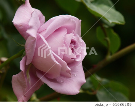 雨滴をまとった紫の薔薇 雨滴をまとった紫の薔薇 61636209