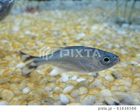 ギンユゴイ 61636566