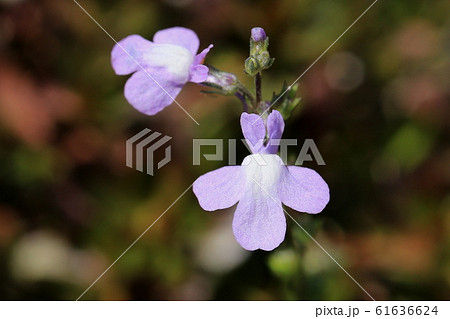 マツバウンランの花 マツバウンランの花 61636624