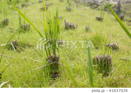 稲のひこばえ 61637026
