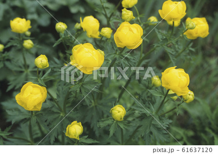 European globeflower (Trollius europaeus) 61637120