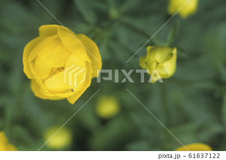 European globeflower (Trollius europaeus) 61637122