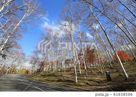 岩手　久慈　平庭高原　日本一の白樺林 61638506