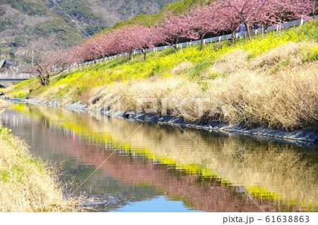 保田川の河津桜（千葉県鋸南町） 61638863