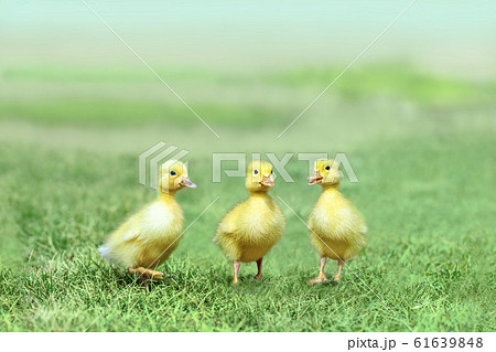 草原を散歩する3羽のアヒルの雛。癒し、赤ちゃん、子供、環境、自然イメージ 61639848