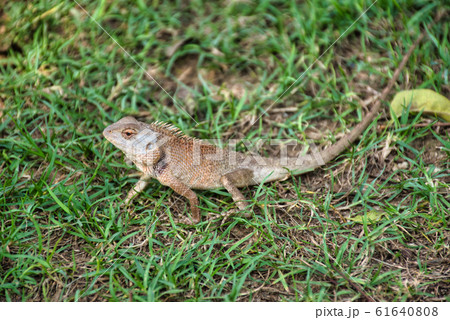 Oriental garden lizard (Calotes versicolor) in Oriental garden lizard (Calotes versicolor) in 61640808