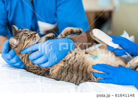 Veterinarians carry through an ultrasound Veterinarians carry through an ultrasound 61641148