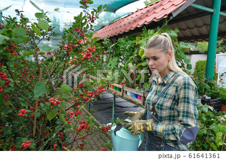 Young woman gardening in greenhouse.She selecting 61641361