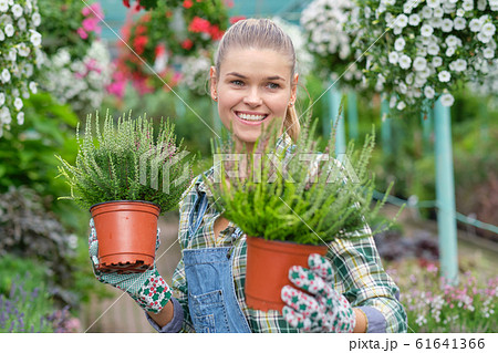 Young woman gardening in greenhouse.She selecting 61641366