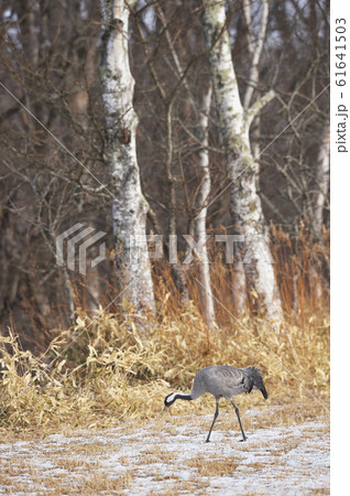 珍しい！北の大地に現れたクロヅル（北海道） 61641503