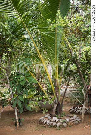 Spice and plant garden for tourists in Sri Lanka 61642058