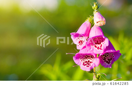 Digitalis purpurea flower  61642285