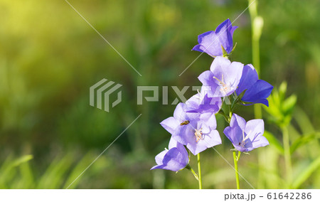 Peach-leaved bellflower (Campanula persicifolia) 61642286