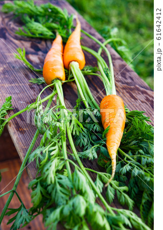 Freshly harvested carrot drying on wood in autumn 61642412