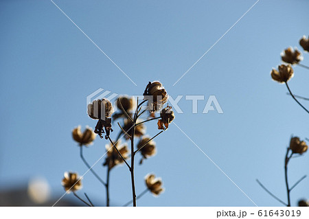 枝の先端の枯れ芙蓉 61643019