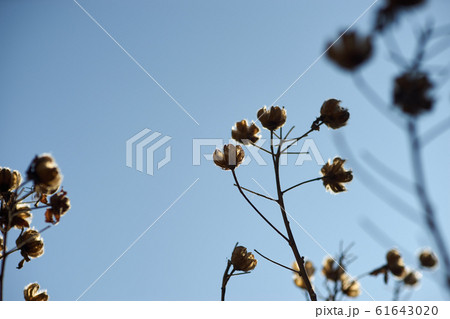 芙蓉の花・快晴の空 芙蓉の花・快晴の空 61643020