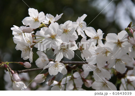 満開の桜 満開の桜 61643039