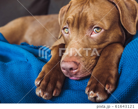 Lovable, pretty puppy of chocolate color. Closeup Lovable, pretty puppy of chocolate color. Closeup 61643121