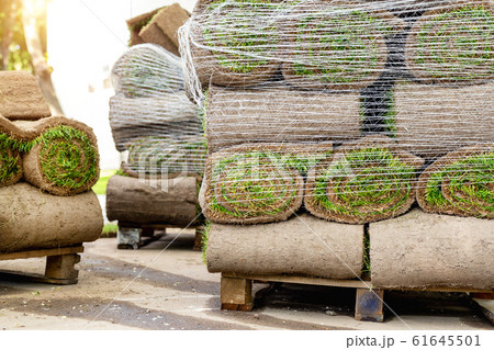 Stacks of green fresh rolled lawn grass on wooden pallet at dirt prepared for installation at city park or backyard on bright sunny day. Green tree forest on background. Gardening landcaping service 61645501