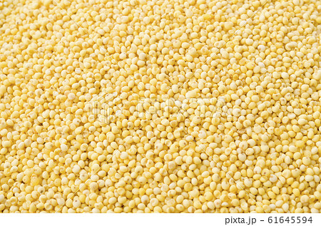 もちきび もちきび 61645594