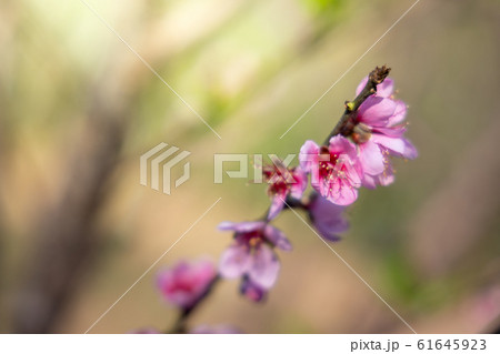 Sakura flowers blooming blossom in Chiang Mai, 61645923