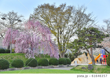 山形県上山市　月岡公園とかみのやま温泉の街並み　桜 61646357