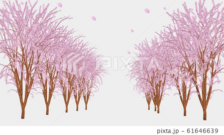 綺麗な桜の並木道のイラスト素材