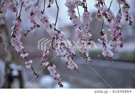 桜に春雪　 61646864