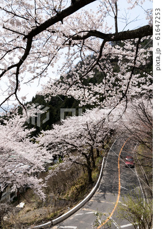 桜が満開の奥琵琶湖パークウェイ 桜が満開の奥琵琶湖パークウェイ 61647253