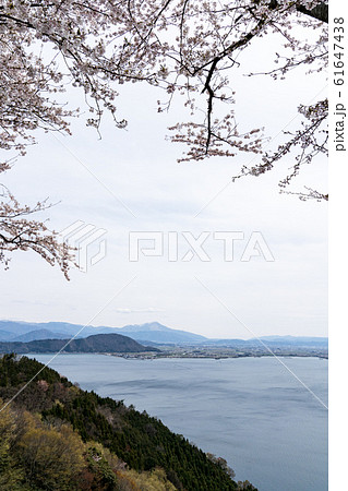 奥琵琶湖パークウェイの桜と遠望する湖北の湖岸地帯 61647438