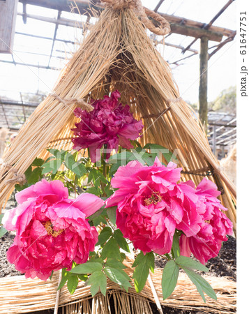 冬ぼたん 61647751