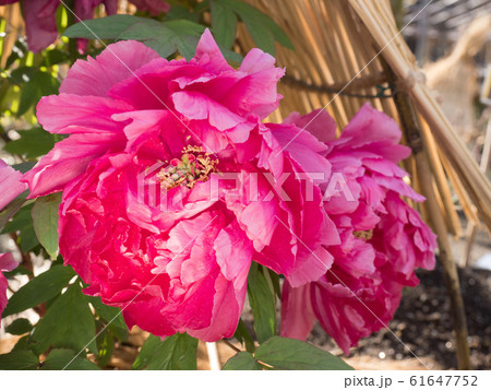 冬ぼたん 冬ぼたん 61647752