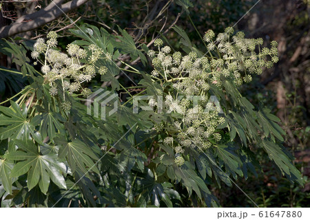 ヤツデの実 61647880