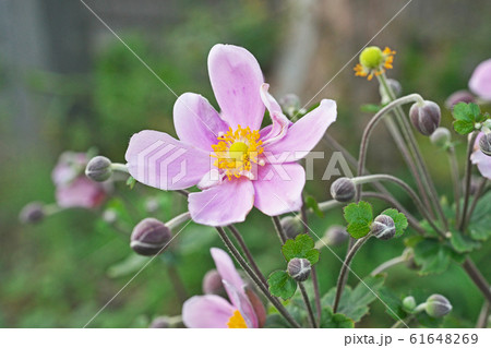 ピンクのシュウメイギクの花 61648269