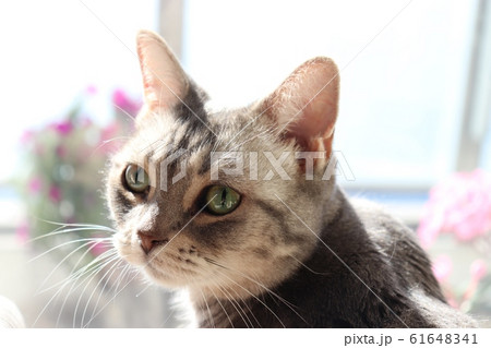 窓辺で振り返るグリーンアイ猫アメリカンショートヘアー 61648341