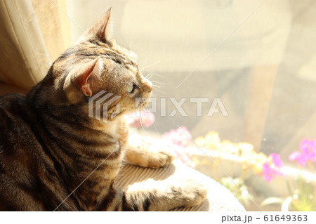 窓から外を見つめる猫アメリカンショートヘアー 窓から外を見つめる猫アメリカンショートヘアー 61649363