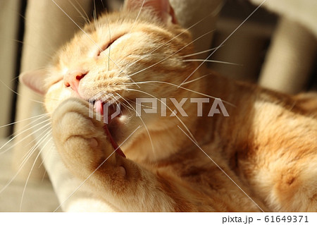 陽だまりでのんびり毛づくろいをする猫アメリカンショートヘアー 陽だまりでのんびり毛づくろいをする猫アメリカンショートヘアー 61649371