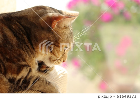 ベランダの窓辺でくつろぐ猫アメリカンショートヘアー ベランダの窓辺でくつろぐ猫アメリカンショートヘアー 61649373