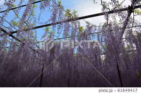 長泉寺の藤を見に行きました　　＃8 61649417