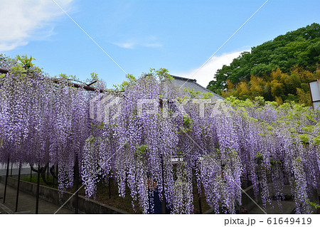 長泉寺の藤を見に行きました　　＃6 61649419
