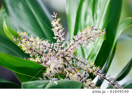 コルディリネ・ストリクタ 61649549