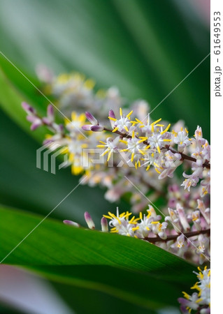 コルディリネ・ストリクタ 61649553